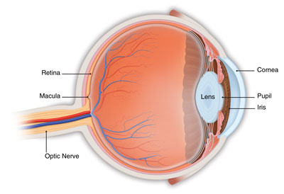 Eye anatomy diagram