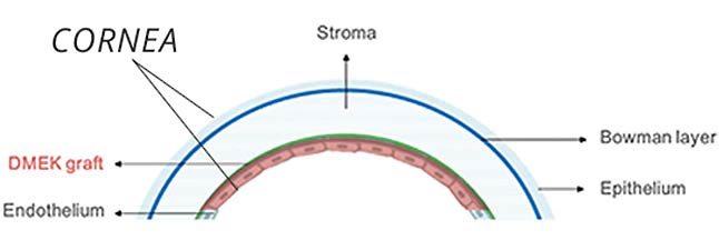 cornea